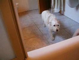 It's a dogs life - Tarzan - Wannenwonnen 3