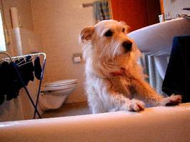 It's a dogs life - Tarzan - Wannenwonnen 6