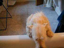 It's a dogs life - Tarzan - Wannenwonnen 8