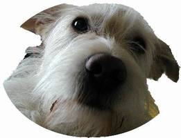 News - It's a dog's life: Berichte aus Tarzans Hundeleben